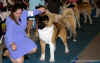 RMACOpenDogs_image5.jpg (51027 bytes)