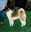 Diesel6mo_image5.jpg (85853 bytes)