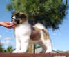 Diesel7wks_image1.jpg (96508 bytes)