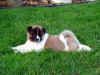 Diesel7wks_image4.jpg (128422 bytes)