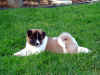 Diesel7wks_image5.jpg (130812 bytes)