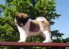 Diesel7wks_image8.jpg (76180 bytes)