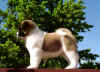 Diesel7wks_image9.jpg (79939 bytes)