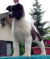 Hula10wks_image2.jpg (32598 bytes)