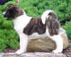 Hula10wks_image3.jpg (37930 bytes)