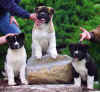 10wks_pups3.jpg (39092 bytes)