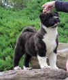 Markie10wks_image10.jpg (39132 bytes)