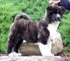 Markie10wks_image8.jpg (34793 bytes)