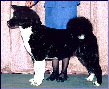 Crown akitas sales