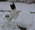 Matrix.Snowball.3mo.jpg (17612 bytes)