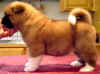 GirlC_image1.jpg (42142 bytes)