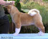 Passion12wks_image1.jpg (34045 bytes)
