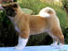 Passion12wks_image4.jpg (100056 bytes)