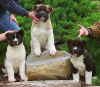 10wks_pups4.jpg (38754 bytes)