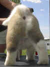 Boy4_rear.jpg (20876 bytes)
