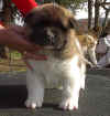 CJ4wks_image1.jpg (35665 bytes)