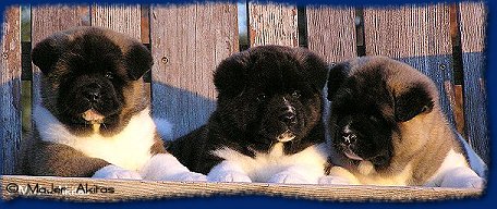 MaJer Akita Puppies -Chief, Ranger, Price 5wks