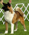 Chief pictured at his first AKC show @ 6-months
