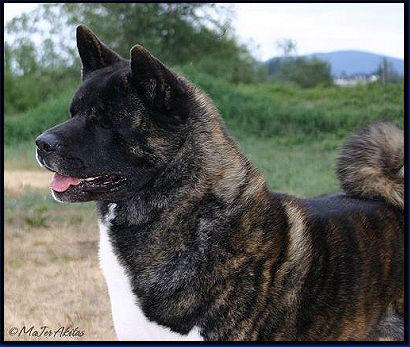 Riggs ~ Pictured at 4.5 years old