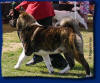 Riggs is pictured at 3.5 years of age.