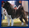 Riggs pictured at 3.5 years of age