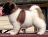 GirlD_Sideimage.jpg (46386 bytes)
