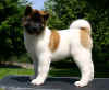 Savvy12wks_image2.jpg (38659 bytes)