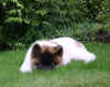 Savvy12wks_image3.jpg (44995 bytes)
