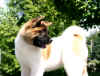 Savvy12wks_image4.jpg (41655 bytes)