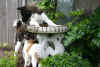 Savvy12wks_image5.jpg (56135 bytes)