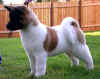 Savvy12wks_image6.jpg (44082 bytes)