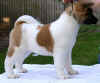 Savvy12wks_image7.jpg (45791 bytes)