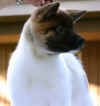 Savvy12wks_image9.jpg (32431 bytes)