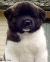 GirlE_headimage.jpg (43598 bytes)