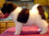 GirlE_image1.jpg (38350 bytes)