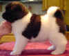 GirlE_image2.jpg (40000 bytes)