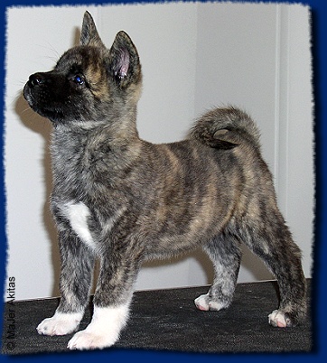 Talan @ 8.5 weeks
