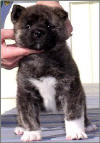 Talan @ 5-weeks