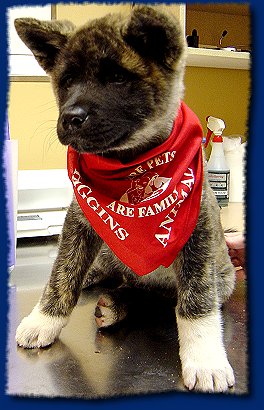Talan -Her 1st Vet Visit *Good Girl*